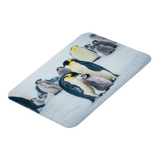 Kutest Baby Animals | Baby pinguïn Magneet (Linkerzijde)