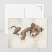Kutest Baby Animals | Baby Pit Bull Puppy Briefkaart (Voorkant / Achterkant)