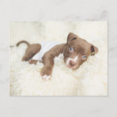 Kutest Baby Animals | Baby Pit Bull Puppy Briefkaart (Voorkant)