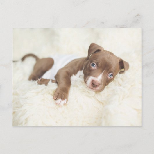 Kutest Baby Animals | Baby Pit Bull Puppy Briefkaart (Voorkant)