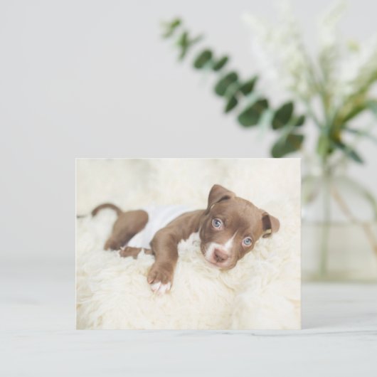 Kutest Baby Animals | Baby Pit Bull Puppy Briefkaart (Staand voorkant)