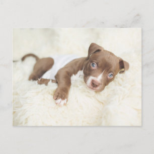 Kutest Baby Animals   Baby Pit Bull Puppy Briefkaart