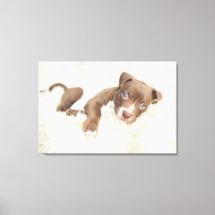 Kutest Baby Animals   Baby Pit Bull Puppy Canvas Afdruk