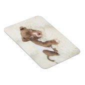 Kutest Baby Animals | Baby Pit Bull Puppy Magneet (Rechterzijde)