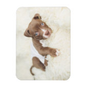 Kutest Baby Animals | Baby Pit Bull Puppy Magneet (Verticaal)