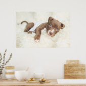Kutest Baby Animals | Baby Pit Bull Puppy Poster (Keuken)