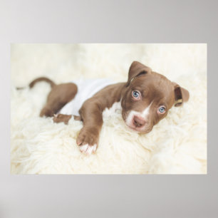 Kutest Baby Animals   Baby Pit Bull Puppy Poster