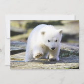 Kutest Baby Animals | Baby Polar Beer Cub Bedankkaart (Voorkant)