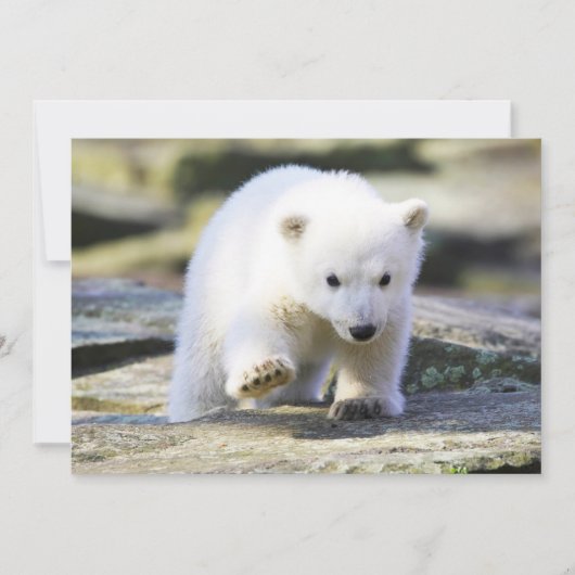 Kutest Baby Animals | Baby Polar Beer Cub Bedankkaart (Voorkant)