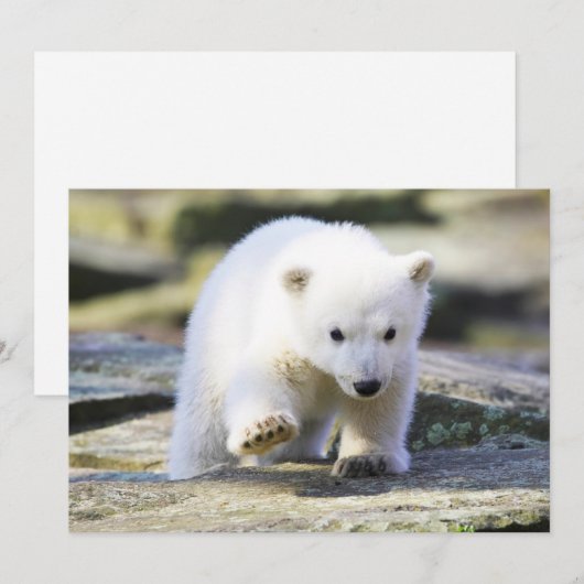 Kutest Baby Animals | Baby Polar Beer Cub Bedankkaart (Voorkant / Achterkant)