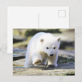 Kutest Baby Animals | Baby Polar Beer Cub Briefkaart (Voorkant / Achterkant)