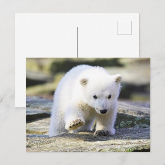 Kutest Baby Animals | Baby Polar Beer Cub Briefkaart (Voorkant / Achterkant)