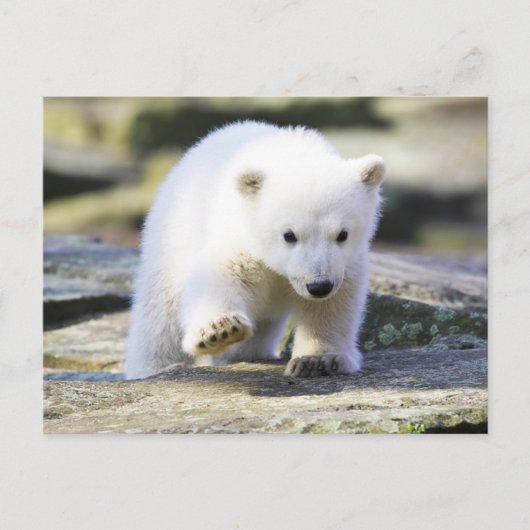 Kutest Baby Animals | Baby Polar Beer Cub Briefkaart (Voorkant)