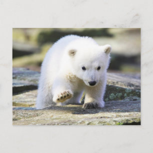 Kutest Baby Animals   Baby Polar Beer Cub Briefkaart