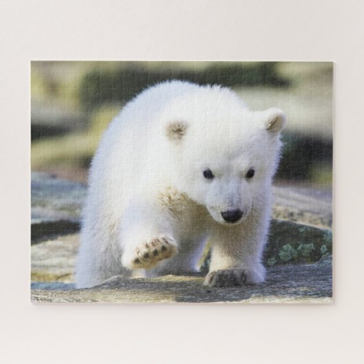 Kutest Baby Animals | Baby Polar Beer Cub Legpuzzel (Horizontaal)