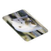 Kutest Baby Animals | Baby Polar Beer Cub Magneet (Rechterzijde)