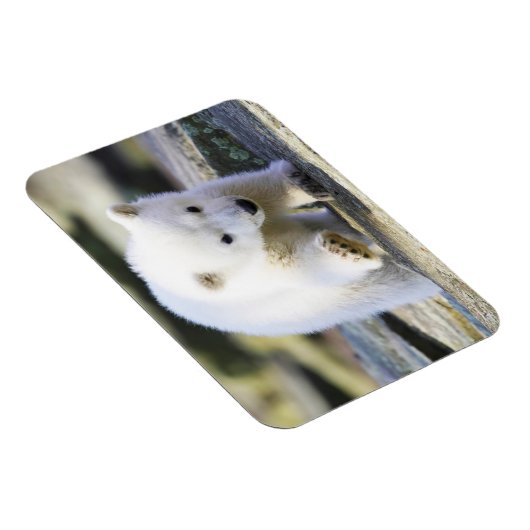 Kutest Baby Animals | Baby Polar Beer Cub Magneet (Rechterzijde)