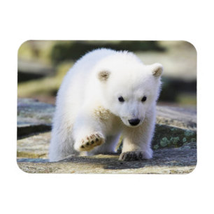 Kutest Baby Animals Baby Polar Beer Cub Magneet