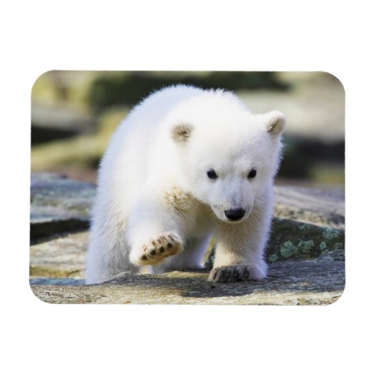 Kutest Baby Animals | Baby Polar Beer Cub Magneet (Horizontaal)