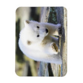 Kutest Baby Animals | Baby Polar Beer Cub Magneet (Verticaal)