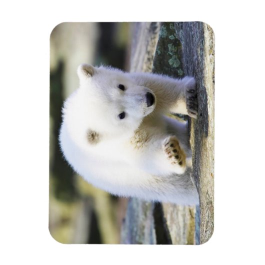 Kutest Baby Animals | Baby Polar Beer Cub Magneet (Verticaal)