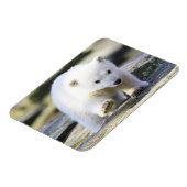 Kutest Baby Animals | Baby Polar Beer Cub Magneet (Linkerzijde)
