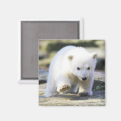 Kutest Baby Animals | Baby Polar Beer Cub Magneet (Voorkant / Achterkant)