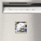 Kutest Baby Animals | Baby Polar Beer Cub Magneet (Insitu (Vaatwasser))