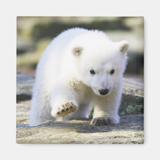 Kutest Baby Animals | Baby Polar Beer Cub Magneet (Voorkant)