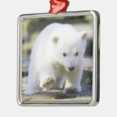 Kutest Baby Animals | Baby Polar Beer Cub Metalen Ornament (Links)