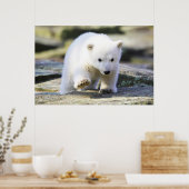 Kutest Baby Animals | Baby Polar Beer Cub Poster (Keuken)