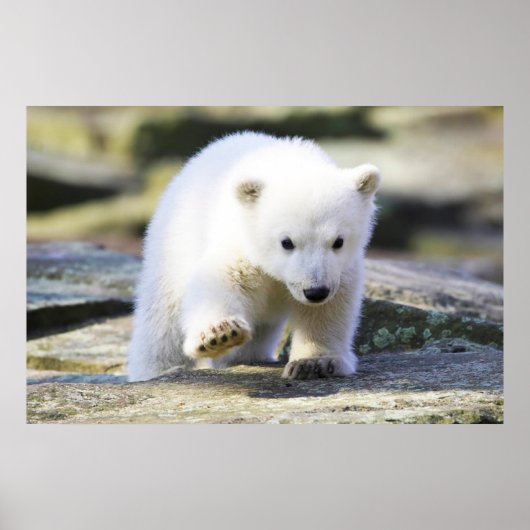 Kutest Baby Animals | Baby Polar Beer Cub Poster (Voorkant)