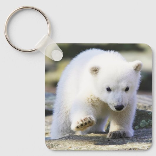 Kutest Baby Animals | Baby Polar Beer Cub Sleutelhanger (Voorkant)