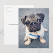 Kutest Baby Animals | Baby Pug Briefkaart (Voorkant / Achterkant)