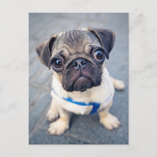 Kutest Baby Animals | Baby Pug Briefkaart (Voorkant)