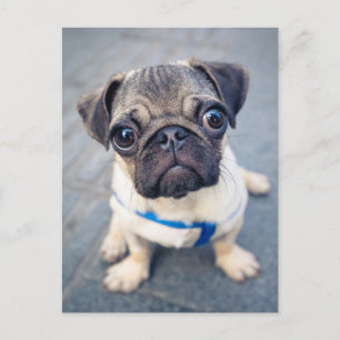 Kutest Baby Animals   Baby Pug Briefkaart