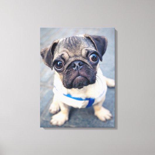 Kutest Baby Animals | Baby Pug Canvas Afdruk (Voorkant)