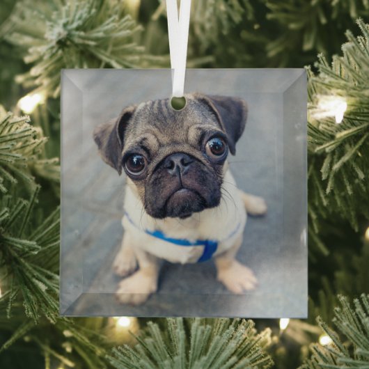 Kutest Baby Animals | Baby Pug Glas Ornament (Insitu)