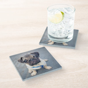 Kutest Baby Animals Baby Pug Glazen Onderzetter