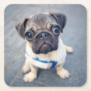 Kutest Baby Animals   Baby Pug Kartonnen Onderzetters