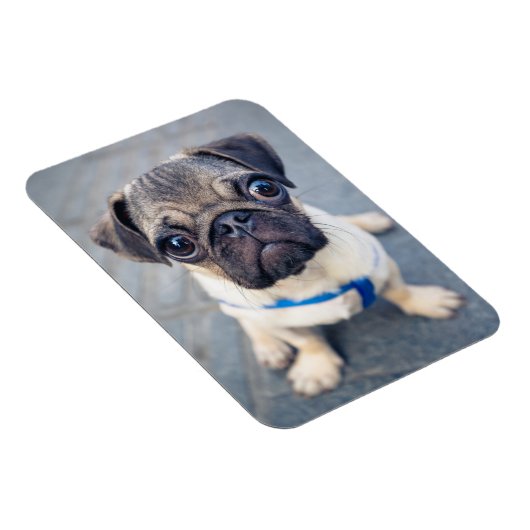 Kutest Baby Animals | Baby Pug Magneet (Rechterzijde)