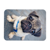 Kutest Baby Animals | Baby Pug Magneet (Horizontaal)