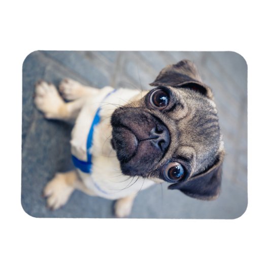 Kutest Baby Animals | Baby Pug Magneet (Horizontaal)