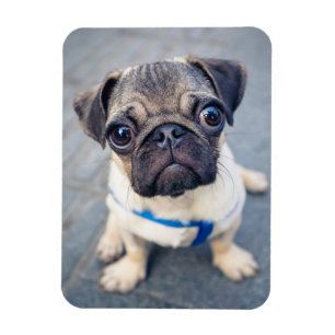 Kutest Baby Animals Baby Pug Magneet