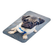 Kutest Baby Animals | Baby Pug Magneet (Linkerzijde)