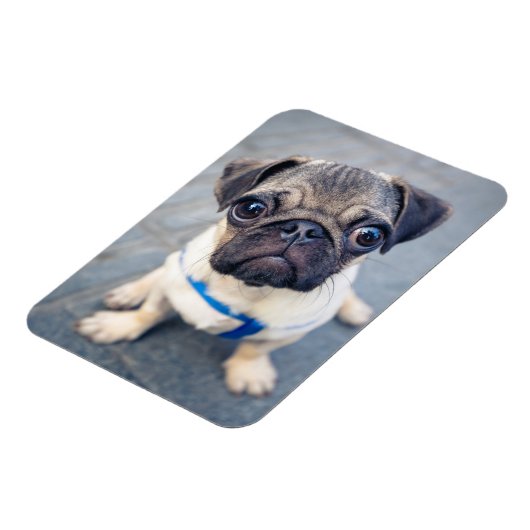 Kutest Baby Animals | Baby Pug Magneet (Linkerzijde)
