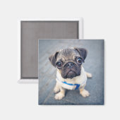 Kutest Baby Animals | Baby Pug Magneet (Voorkant / Achterkant)