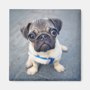 Kutest Baby Animals Baby Pug Magneet