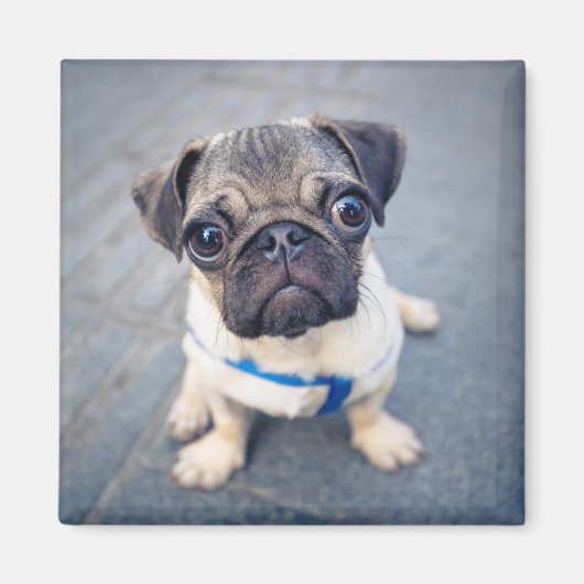 Kutest Baby Animals | Baby Pug Magneet (Voorkant)