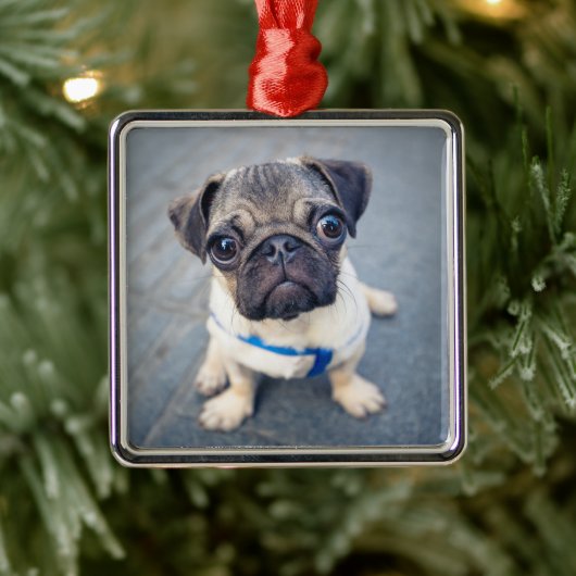 Kutest Baby Animals | Baby Pug Metalen Ornament (Boom)